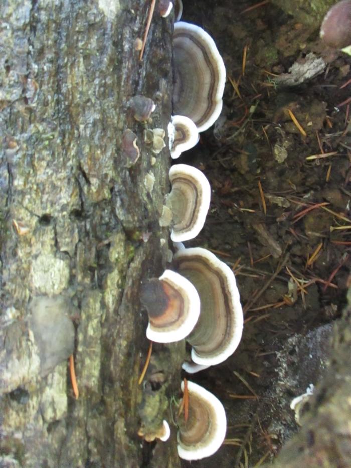 Turkey Tail