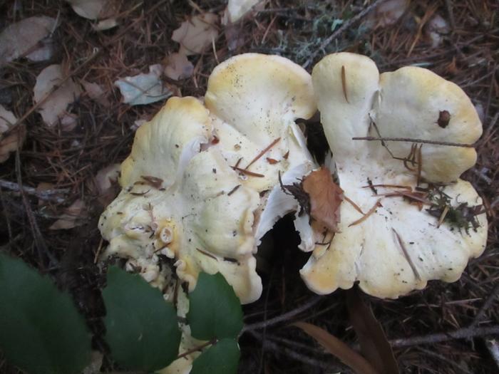 White Chanterelle