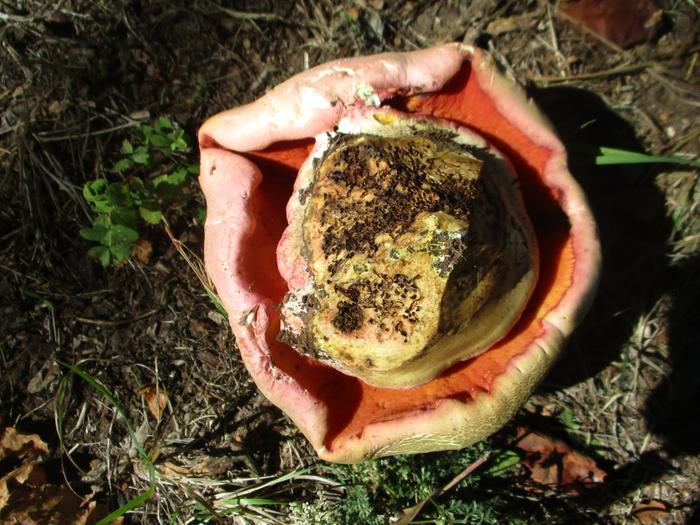 unknown red-pored bolete