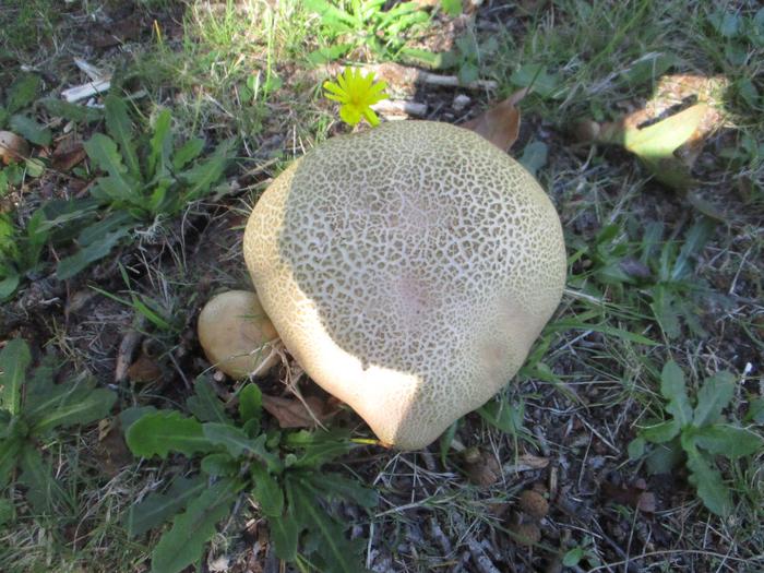 unknown red-pored bolete (top view)