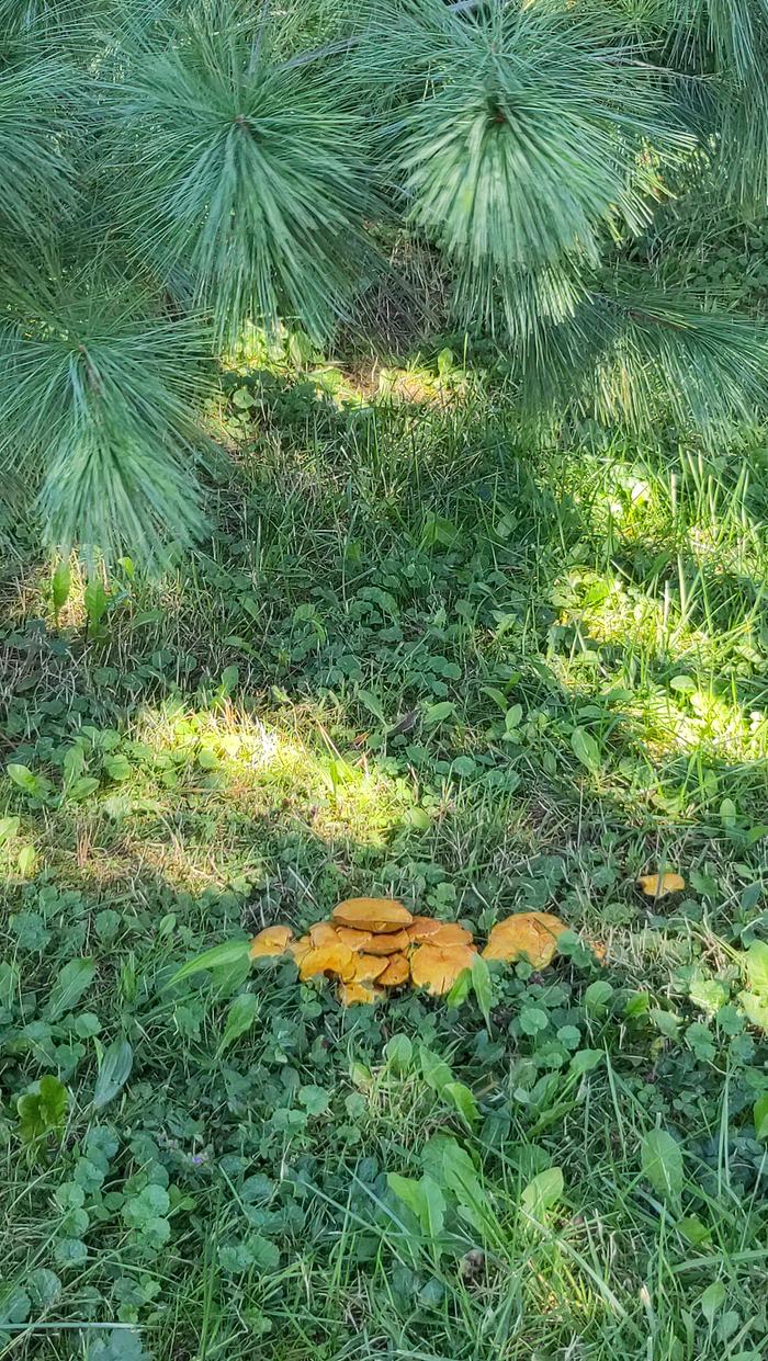 a pile of yellow mushrooms under a pine tree