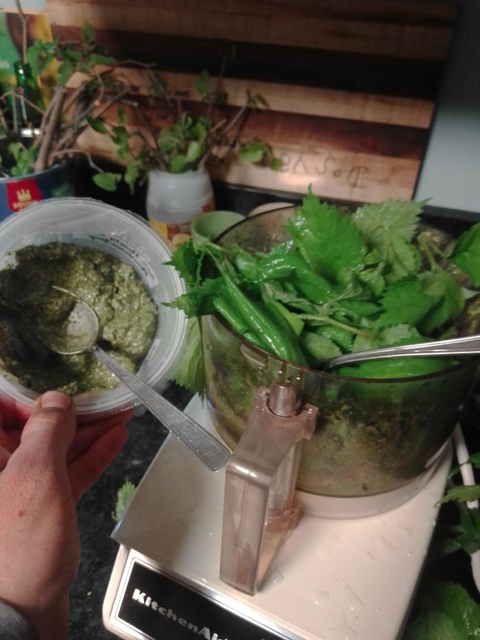 Harvested wild stinging nettle and made pesto, tea, and eggs. 