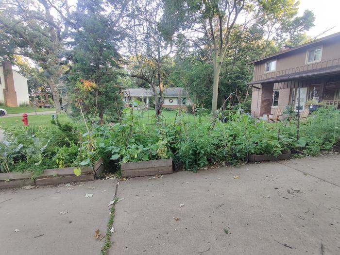 food growing alongside driveway