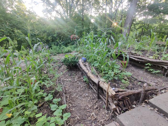 corn growing on a sloping garden