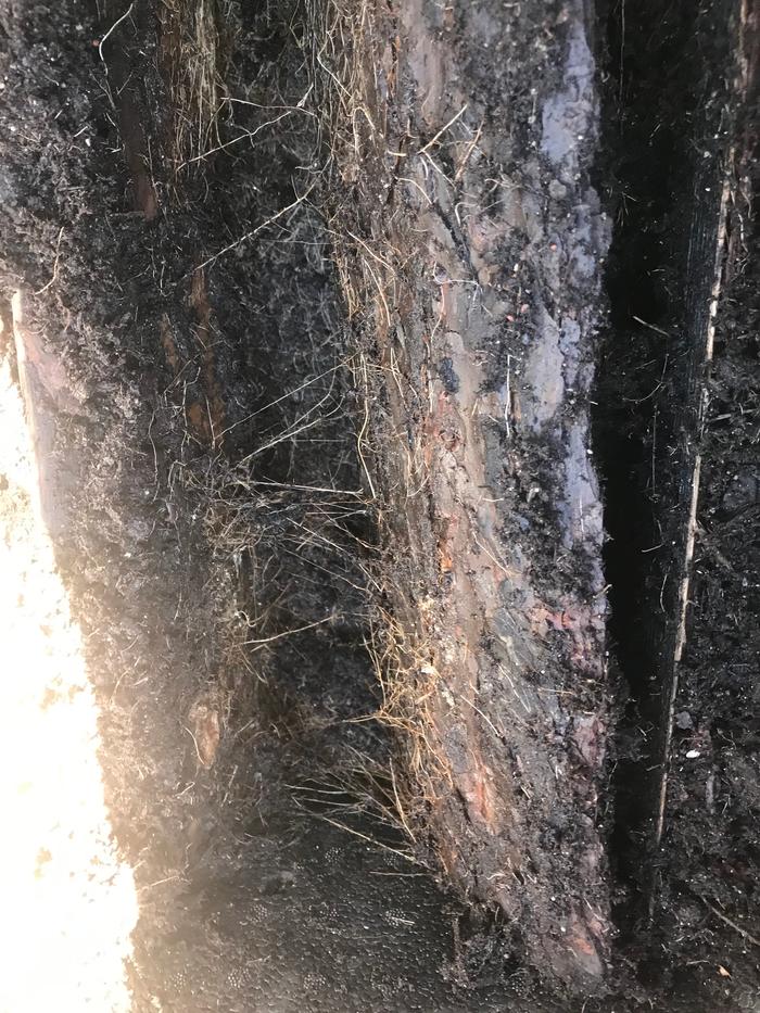 roots growing in potted wood