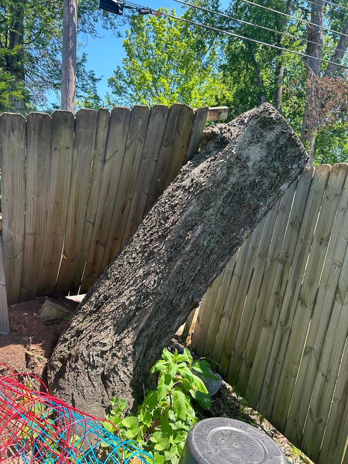 Tree stump angle from inside our fence