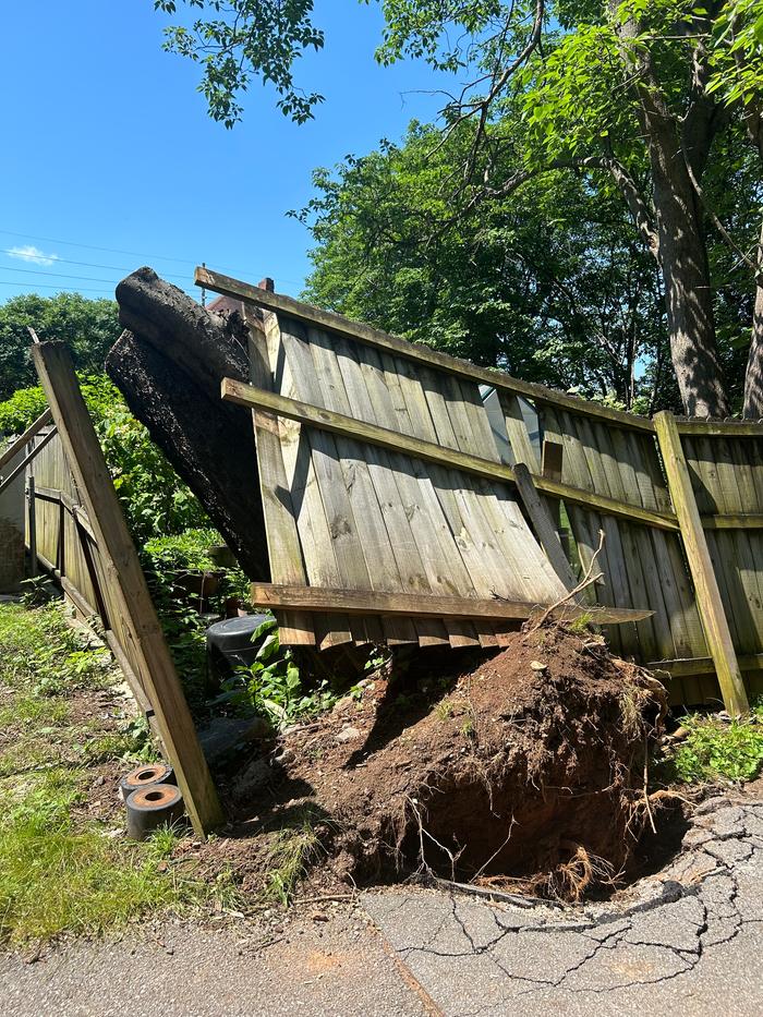 Tree stump angle from outside our fence