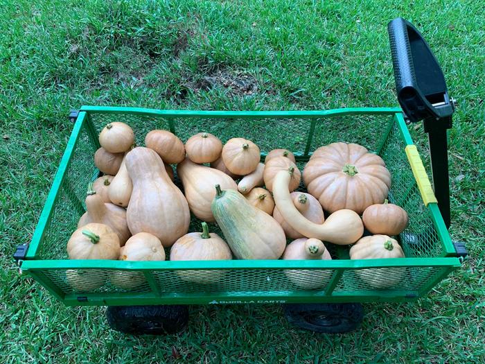 moschata squash diversity