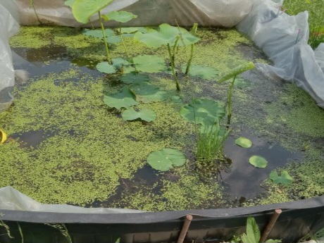 Duckweed in lotus tub
