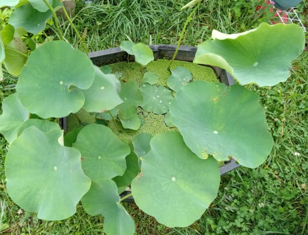 Small tote greener leaves