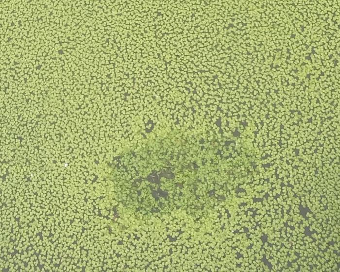 Duckweed comparison 