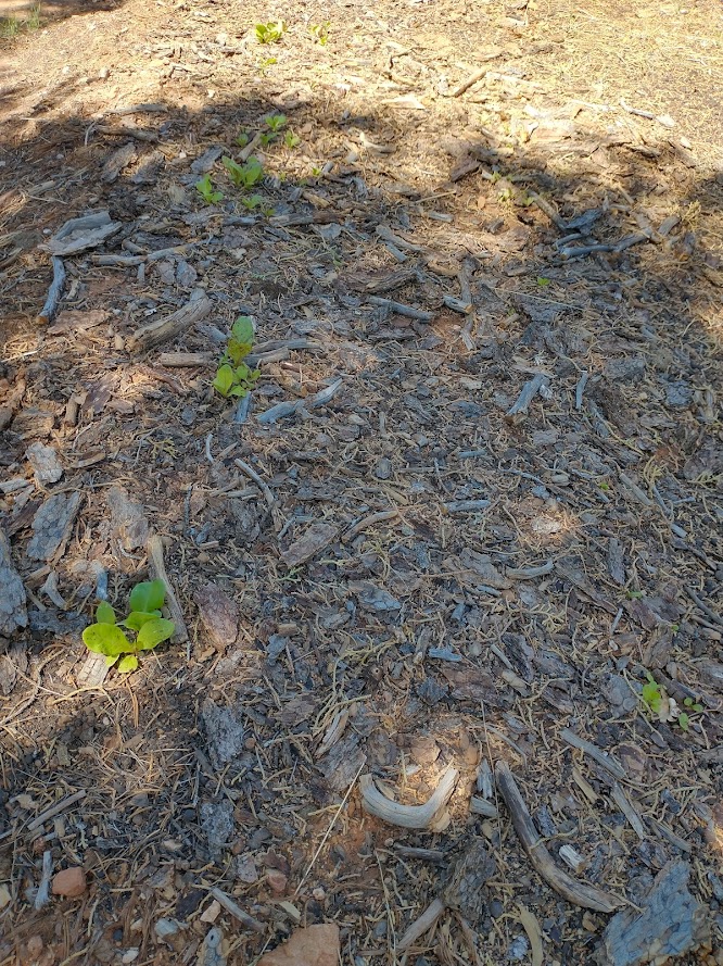 not sure why the row on the left is so much bigger, they were planted the same day