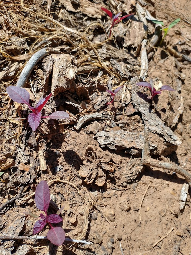 these seeds were from a failed germination experiment that got swept up to create this mulched area