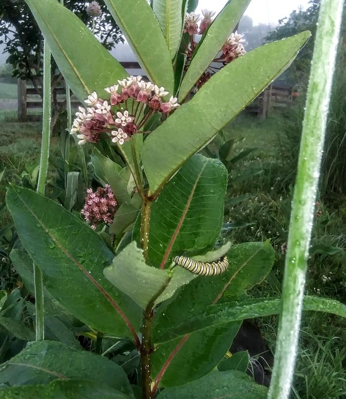 Monarch caterpillar