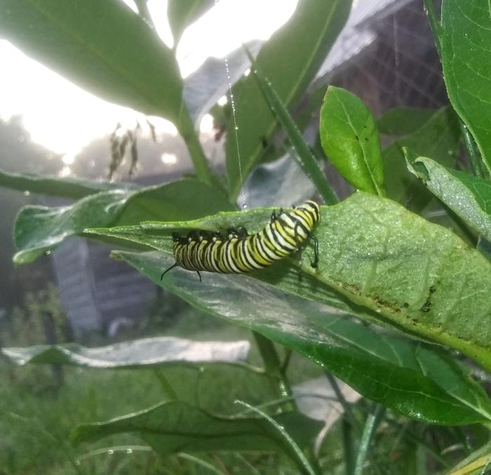 Monarch caterpillar