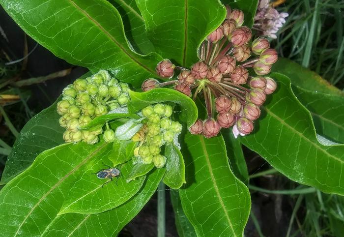 Common milkweed