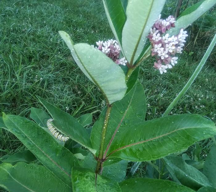 Monarch caterpillar on common milkweed