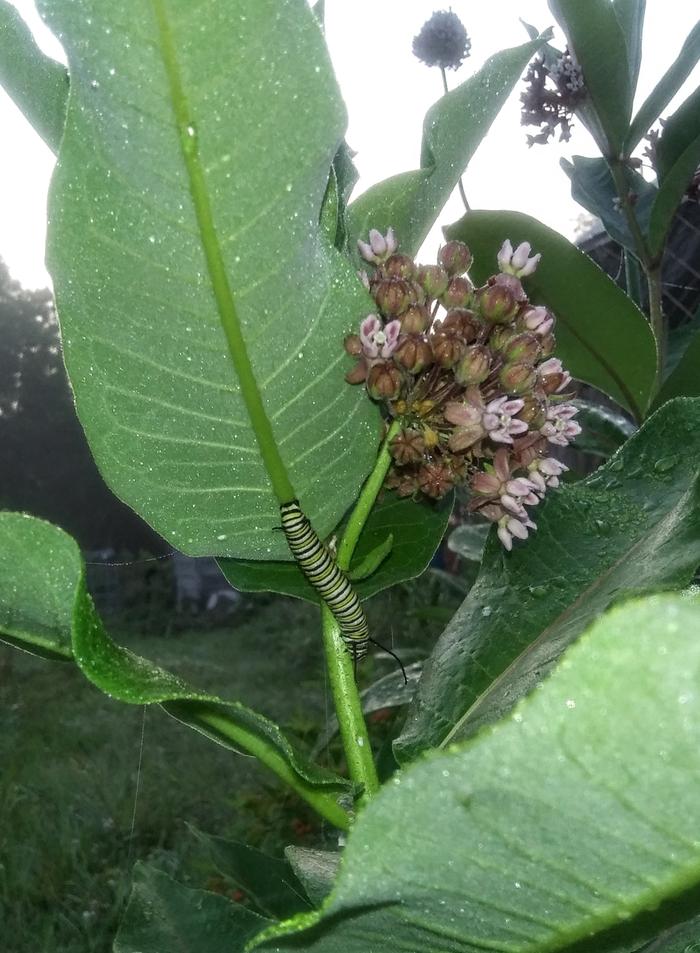 Monarch caterpillar on common milkweed