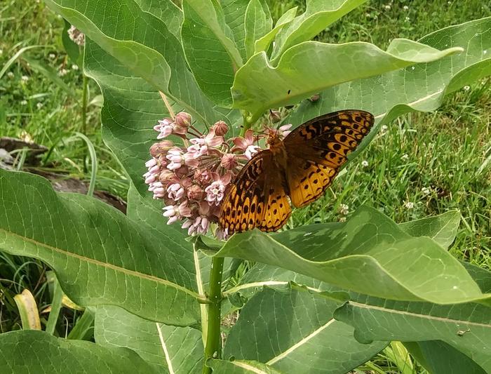 Great spangled fritillary