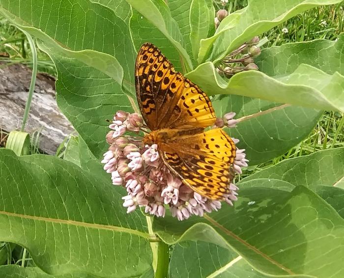 Great spangled fritillary