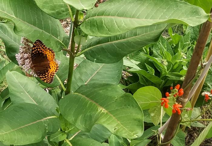 Great spangled fritillary