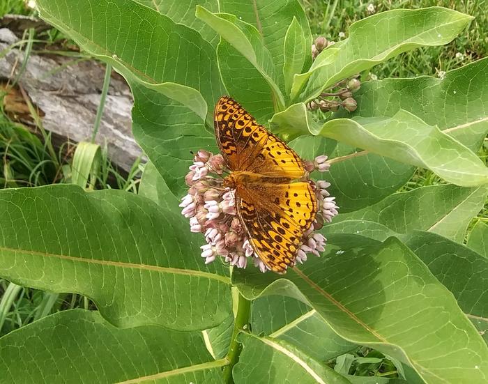 Great spangled fritillary