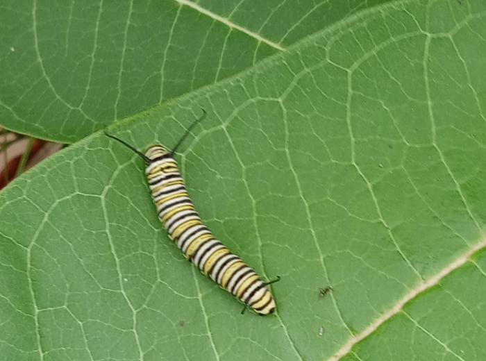 Monarch caterpillar 