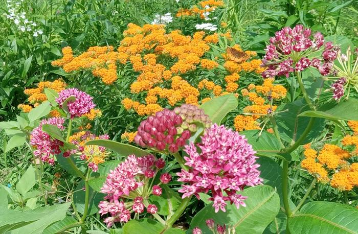 Purple milkweed and butterfly weed