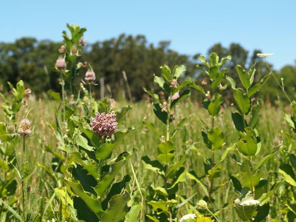 So many common milkweed shy of being invasive