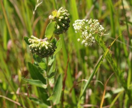 Short green and whorled milkweed side by side