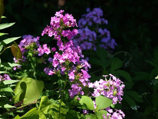 Wild phlox 