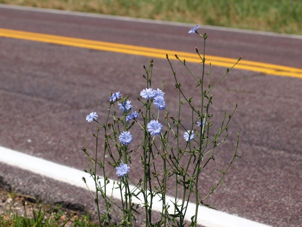 Chicory 