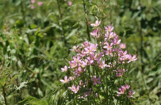 Rose gentian