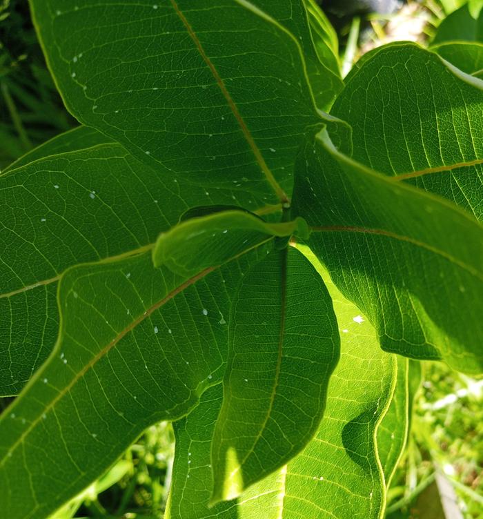 white specks on common milkweed