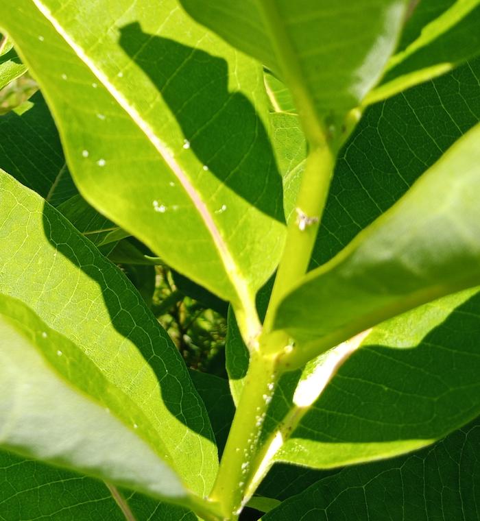 white specks on common milkweed