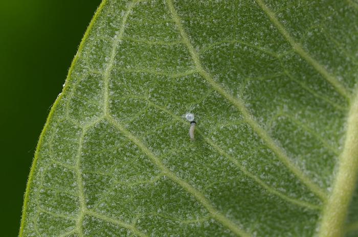 Newly hatched monarch caterpillar on back of common milkweed leaf