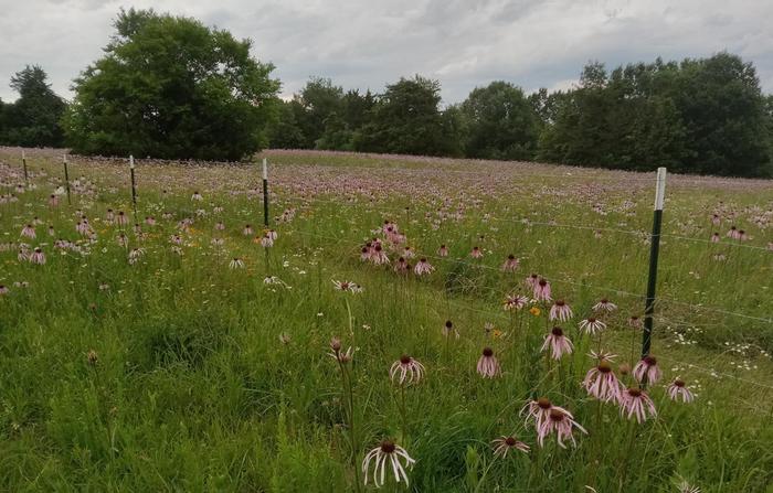 Pale purple coneflower 