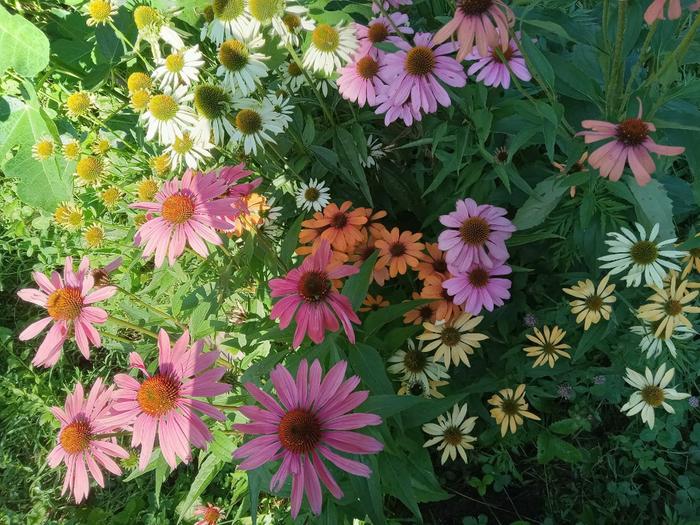 Multi color coneflower 