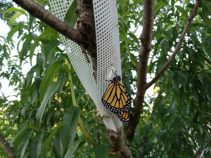 Monarch 