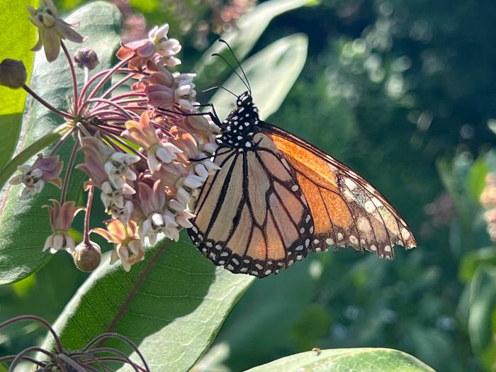 another monarch