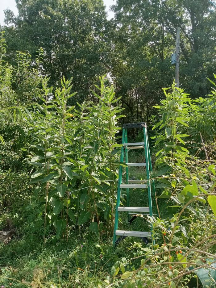 Common milkweed 8ft tall. Good for fiber making