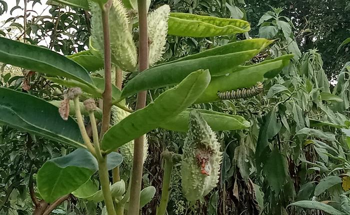 Caterpillar in Sept