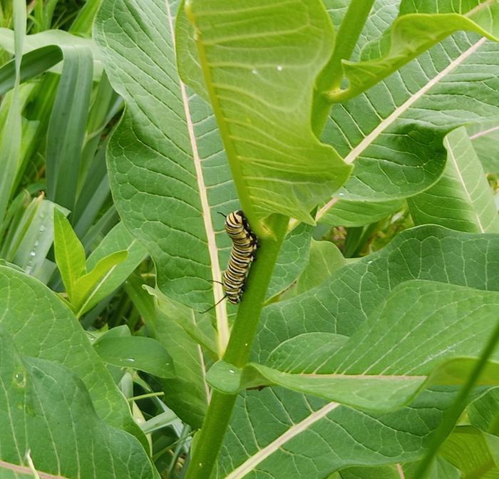 monarch caterpillar on common milkweed