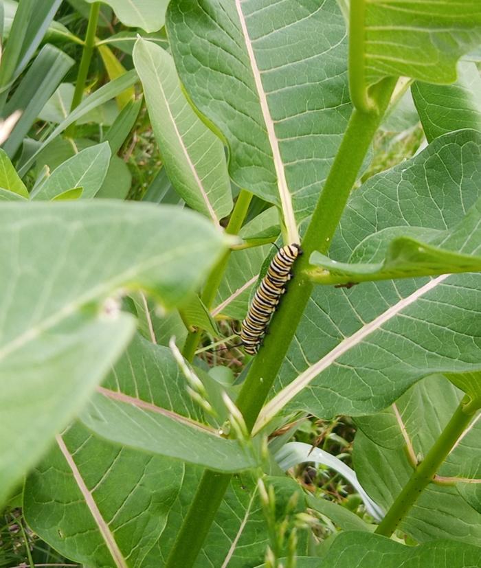 monarch caterpillar on common milkweed