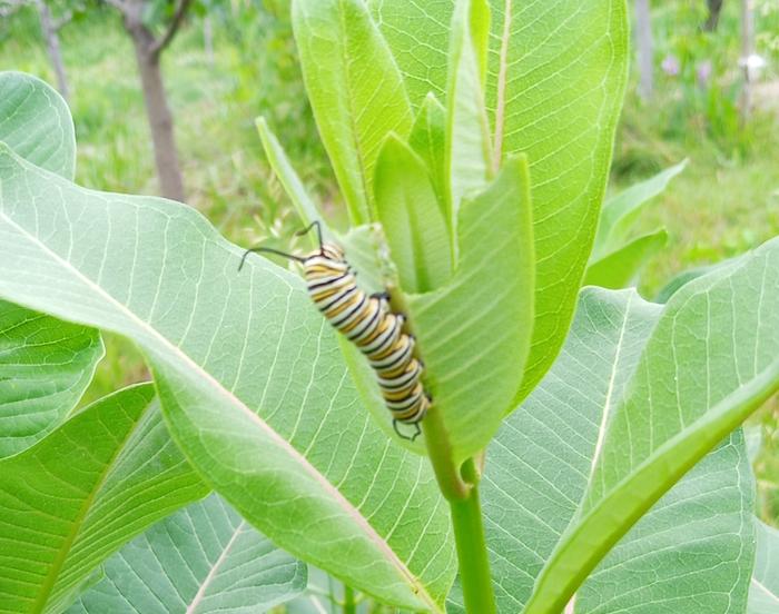 monarch caterpillar on common milkweed