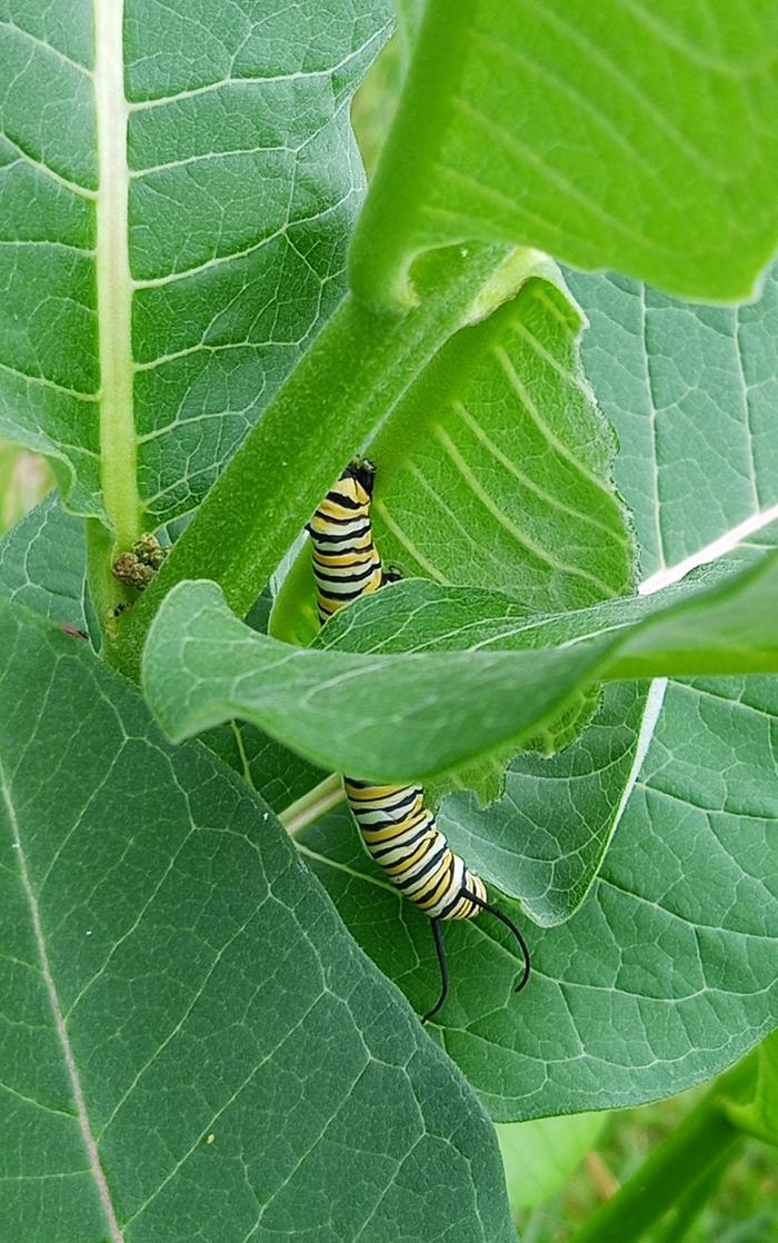 monarch caterpillar on common milkweed