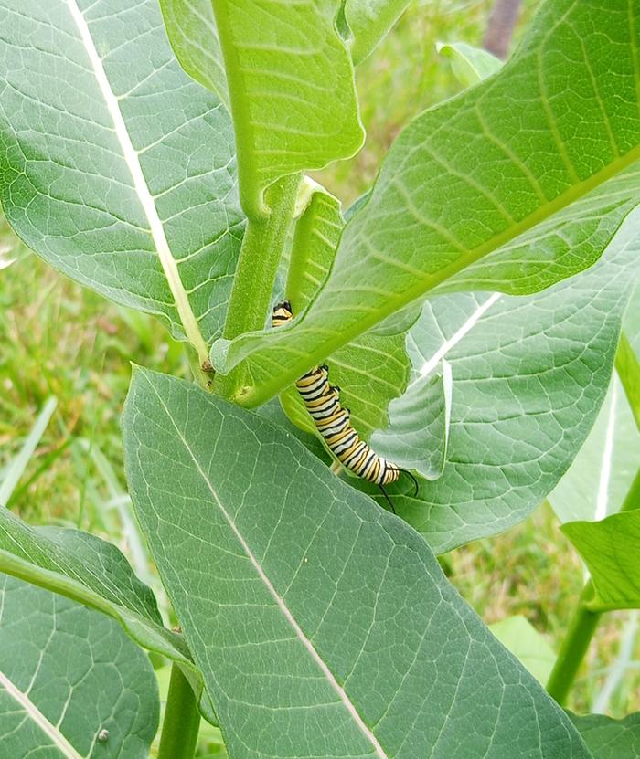 monarch caterpillar on common milkweed
