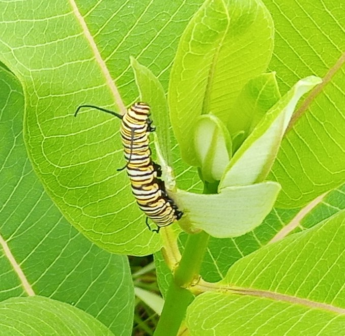 monarch caterpillar on common milkweed