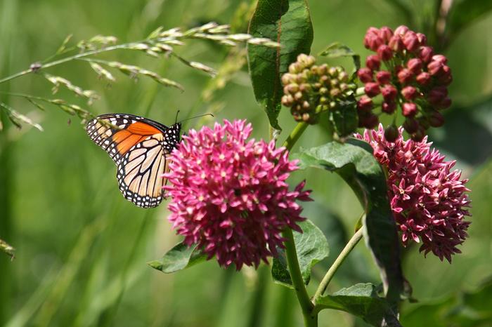 Monarch on purple milkweed