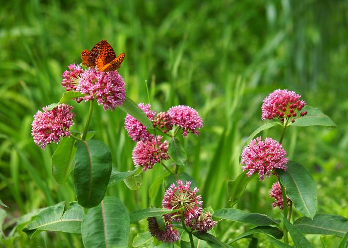 Fritillary butterflies on purple milkweed